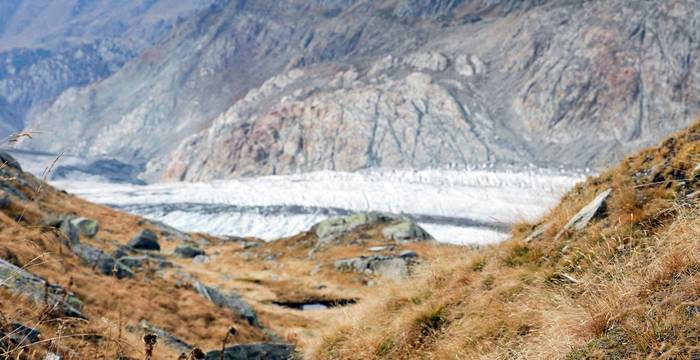 Aletschgletscher @ Pro Natura