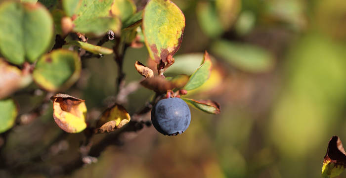 Herbstzeit Beerenzeit