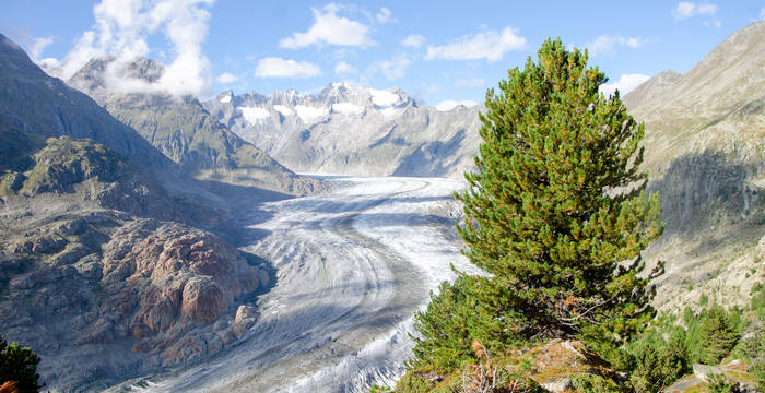 Aletschgletscher im Sommer