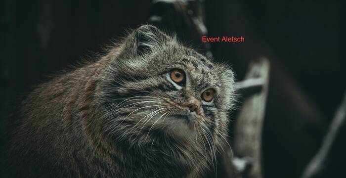 ALETSCH
